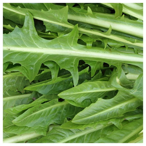 Everwilde Farms - 1 oz Catalogna Emerald Endive Seeds - Gold Vault Bulk Seed Packet