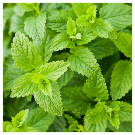 Everwilde Farms - 1 oz Catnip Herb Seeds - Gold Vault Bulk Seed Packet