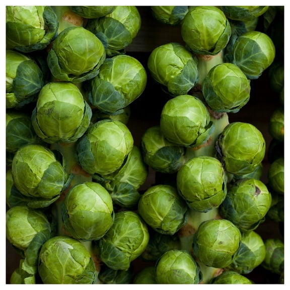 Everwilde Farms - 1 oz Catskill Brussels Sprouts Seeds - Gold Vault Bulk Seed Packet