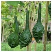 Everwilde Farms - 1 oz Caveman’s Club Gourd Seeds - Gold Vault Bulk Seed Packet