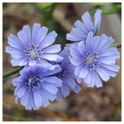 Everwilde Farms - 1 oz Chicory Garden Flower Seeds - Gold Vault Bulk Seed Packet