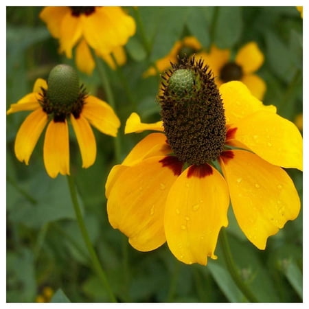 Everwilde Farms - 1 oz Clasping Coneflower Native Wildflower Seeds - Gold Vault Bulk Seed Packet