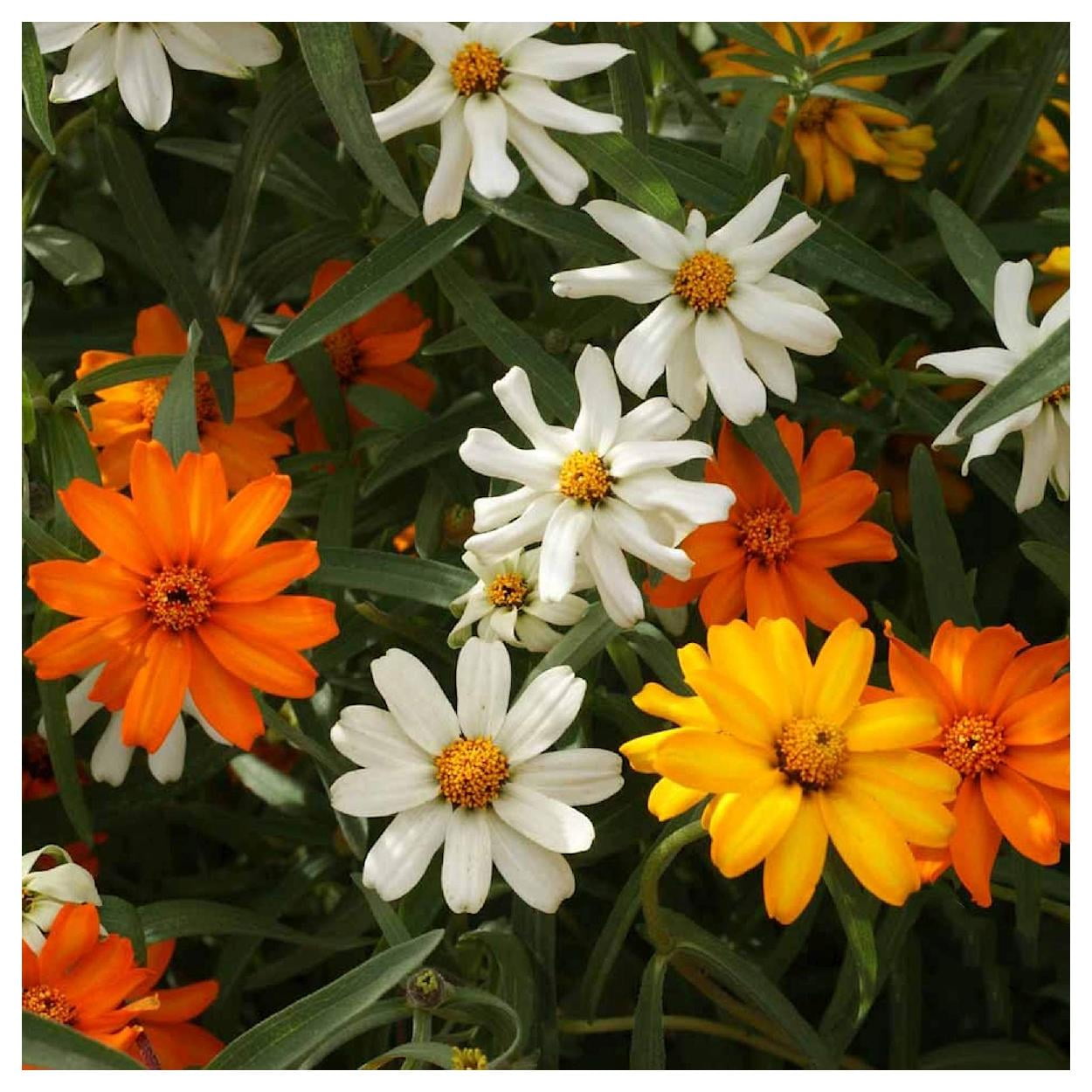 Everwilde Farms - 1 oz Classic Zinnia Garden Flower Seeds - Gold Vault Bulk Seed Packet