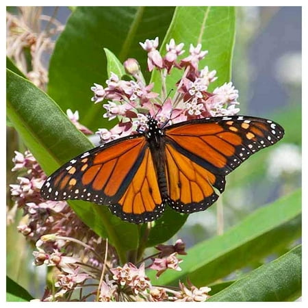 Everwilde Farms - 1 oz Common Milkweed Native Wildflower Seeds - Gold Vault Bulk Seed Packet