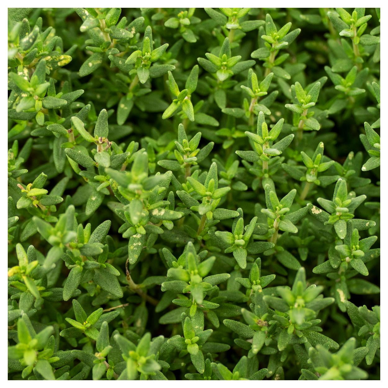Everwilde Farms 1 oz Organic English Thyme Herb Seeds Gold Vault