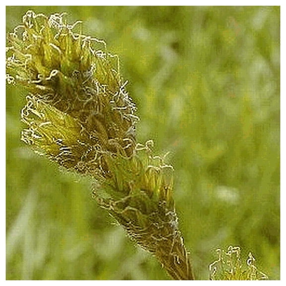 Everwilde Farms - 1 oz Copper Shouldered Oval Sedge Native Grass Seeds - Gold Vault Bulk Seed Packet