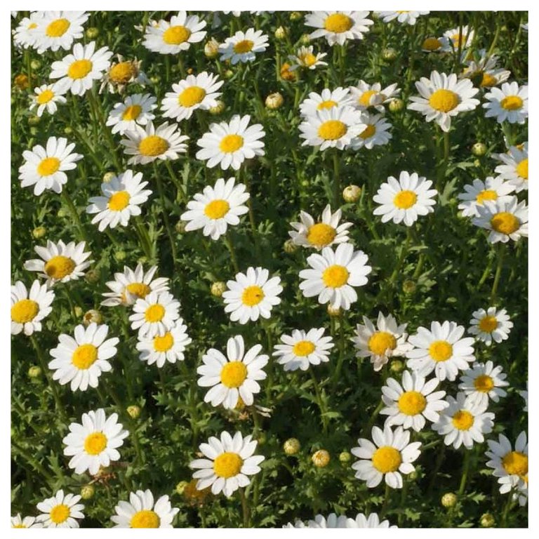 Daisy Seeds - Creeping Daisy, Flower Seeds in Packets & Bulk