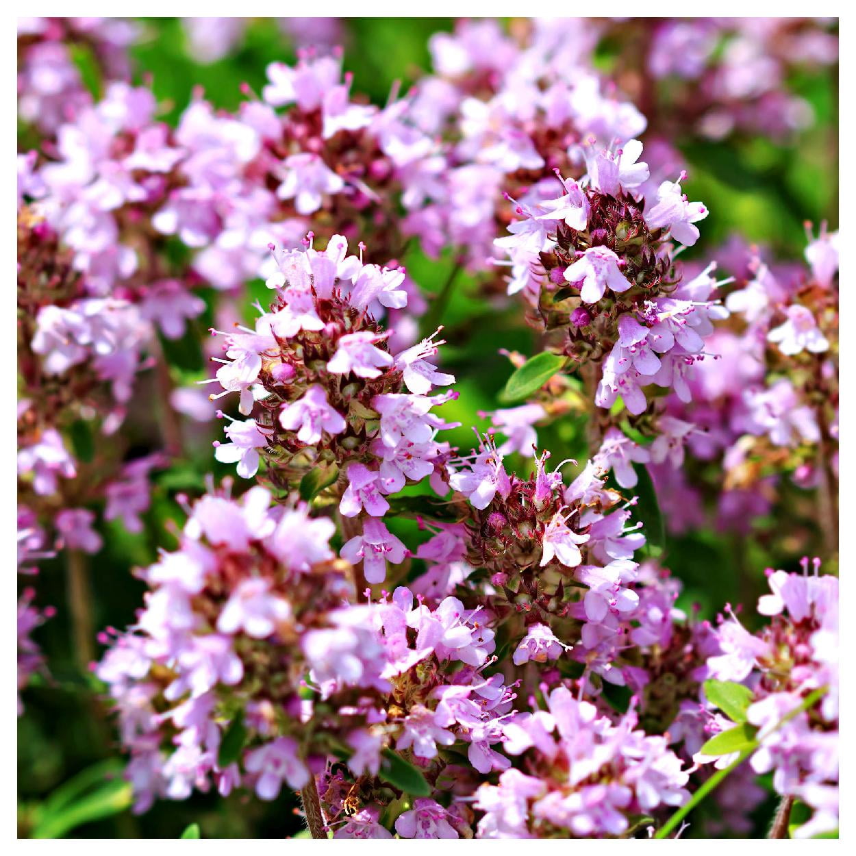 Everwilde Farms - 1 oz Creeping Thyme Garden Flower Seeds - Gold Vault Bulk Seed Packet