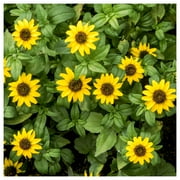 Everwilde Farms - 1 oz Creeping Zinnia Garden Flower Seeds - Gold Vault Bulk Seed Packet