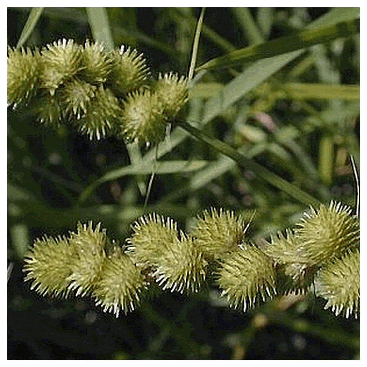 Everwilde Farms - 1 oz Crested Oval Sedge Native Grass Seeds - Gold Vault Bulk Seed Packet