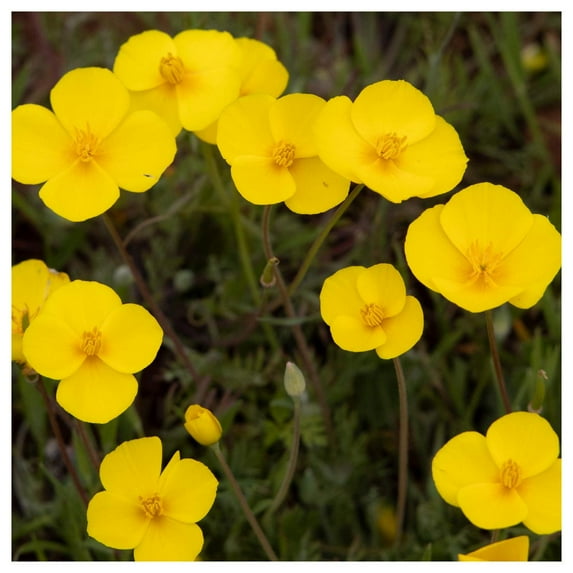 Everwilde Farms - 1 oz Dwarf California Poppy Native Wildflower Seeds - Gold Vault Bulk Seed Packet