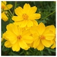 thumbnail image 1 of Everwilde Farms - 1 oz Dwarf Gold Sulphur Cosmos Garden Flower Seeds - Gold Vault Bulk Seed Packet, 1 of 3