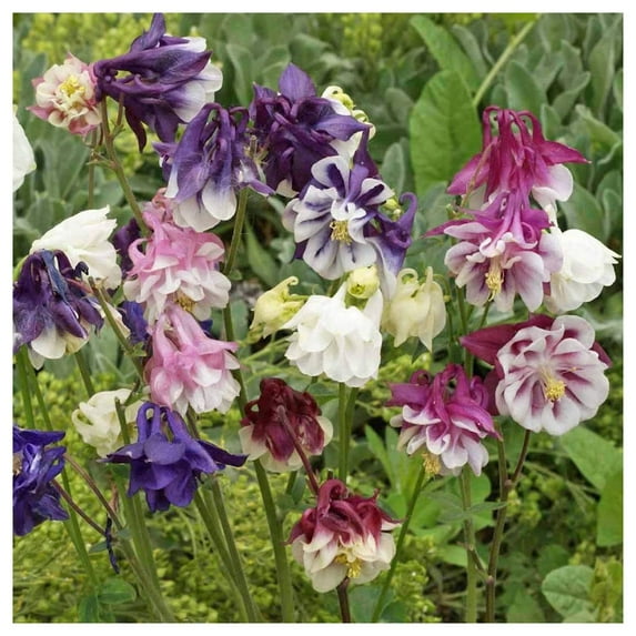 Everwilde Farms - 1 oz Dwarf Mixed Columbine Garden Flower Seeds - Gold Vault Bulk Seed Packet