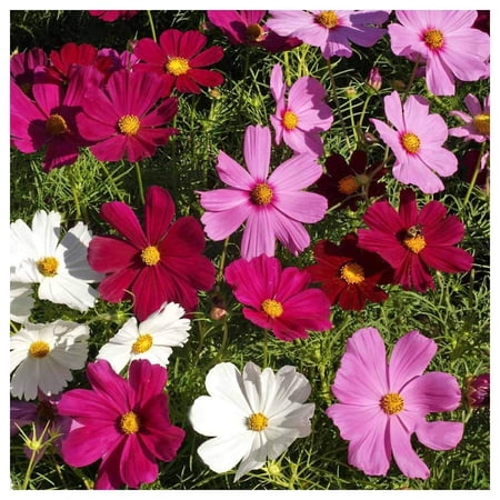 Everwilde Farms - 1 oz Dwarf Mixed Cosmos Garden Flower Seeds - Gold Vault Bulk Seed Packet