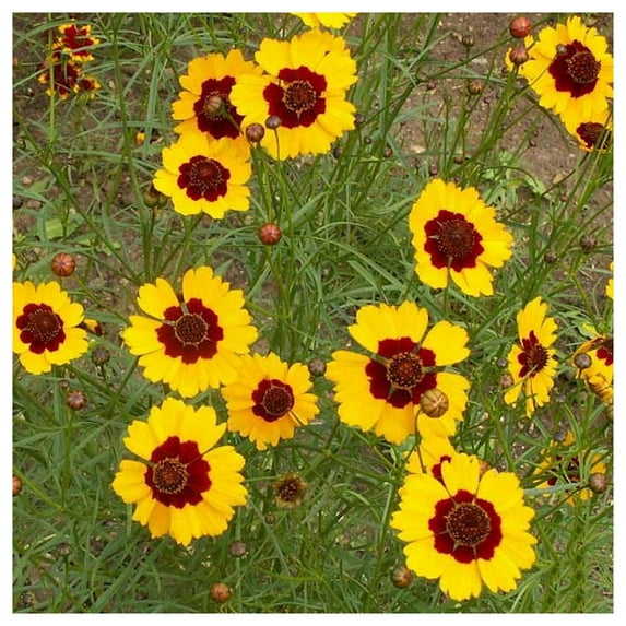 Everwilde Farms - 1 oz Dwarf Plains Coreopsis Native Wildflower Seeds - Gold Vault Bulk Seed Packet