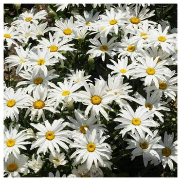 Everwilde Farms - 1 oz Dwarf Shasta Daisy Garden Flower Seeds - Gold Vault Bulk Seed Packet