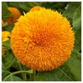 thumbnail image 1 of Everwilde Farms - 1 oz Dwarf Sungold Sunflower Garden Flower Seeds - Gold Vault Bulk Seed Packet, 1 of 4