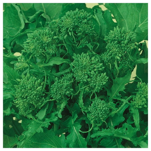 Everwilde Farms - 1 oz Early Fall Rapini Broccoli Seeds - Gold Vault Bulk Seed Packet