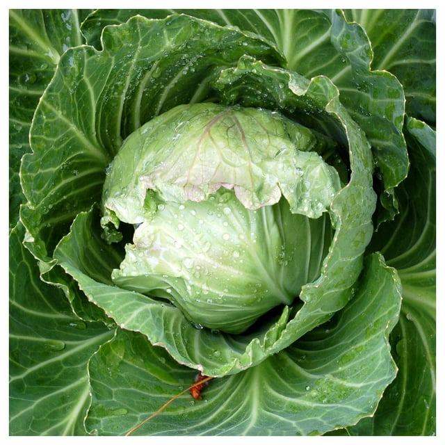 Everwilde Farms - 1 oz Early Jersey Wakefield Cabbage Seeds - Gold ...