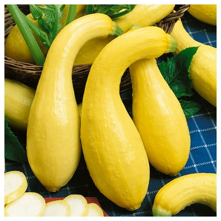 Everwilde Farms - 1 oz Early Summer Crookneck Summer Squash Seeds - Gold Vault Bulk Seed Packet
