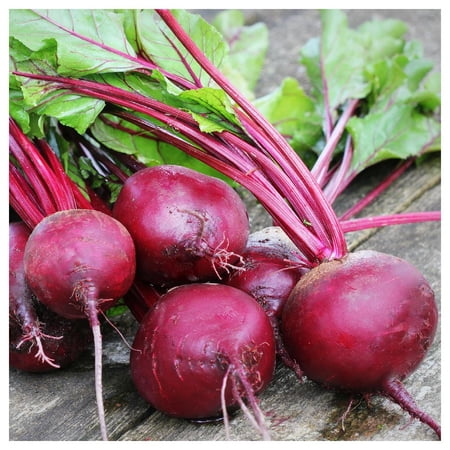 Everwilde Farms - 1 oz Early Wonder Beet Seeds - Gold Vault Bulk Seed Packet
