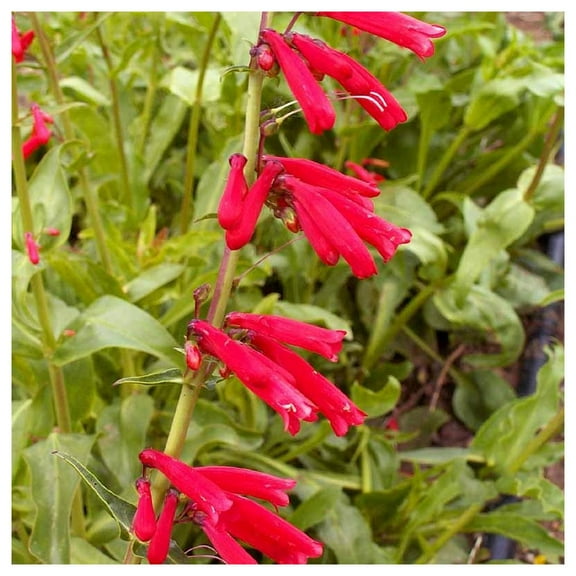 Everwilde Farms - 1 oz Eatons Penstemon Native Wildflower Seeds - Gold Vault Bulk Seed Packet