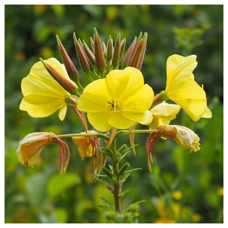 Everwilde Farms - 1 oz Evening Primrose Native Wildflower Seeds - Gold Vault Bulk Seed Packet