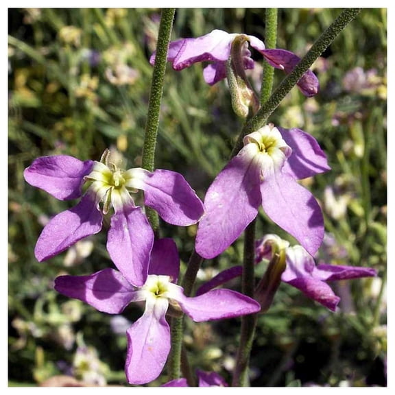 Everwilde Farms - 1 oz Evening Scented Stock Garden Flower Seeds - Gold Vault Bulk Seed Packet