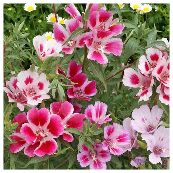 Everwilde Farms - 1 oz Farewell to Spring Native Wildflower Seeds - Gold Vault Bulk Seed Packet