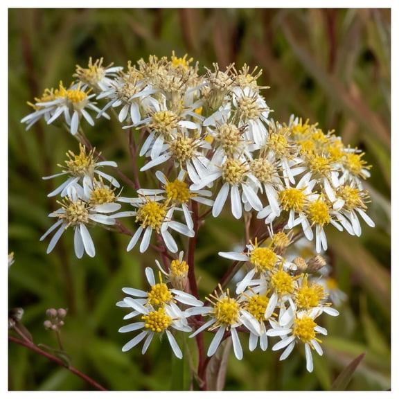 Everwilde Farms - 1 oz Flat Topped Aster Native Wildflower Seeds - Gold Vault Bulk Seed Packet
