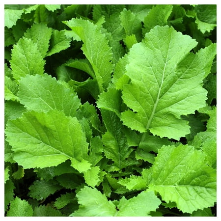 Everwilde Farms - 1 oz Florida Broadleaf Mustard Seeds - Gold Vault Bulk Seed Packet