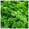 thumbnail image 1 of Everwilde Farms - 1 oz Forest Green Parsley Seeds - Gold Vault Bulk Seed Packet, 1 of 3