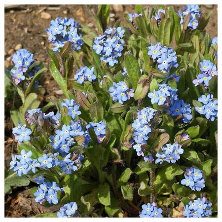 Everwilde Farms - 1 oz Forget Me Not Garden Flower Seeds - Gold Vault Bulk Seed Packet