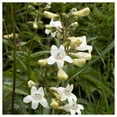 thumbnail image 1 of Everwilde Farms - 1 oz Foxglove Beardtongue Native Wildflower Seeds - Gold Vault Bulk Seed Packet, 1 of 3