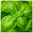 thumbnail image 1 of Everwilde Farms - 1 oz Genovese Basil Herb Seeds - Gold Vault Bulk Seed Packet, 1 of 4