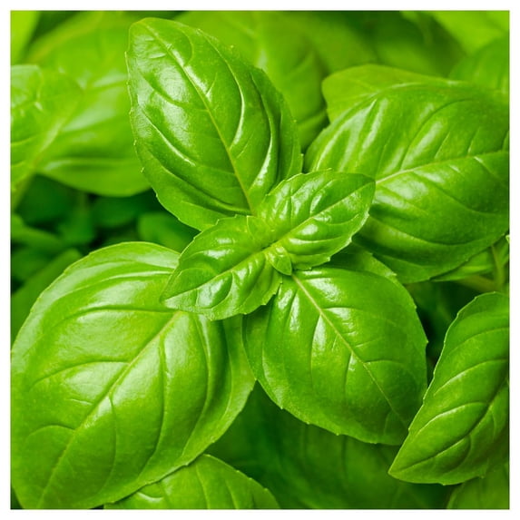 Everwilde Farms - 1 oz Genovese Basil Herb Seeds - Gold Vault Bulk Seed Packet