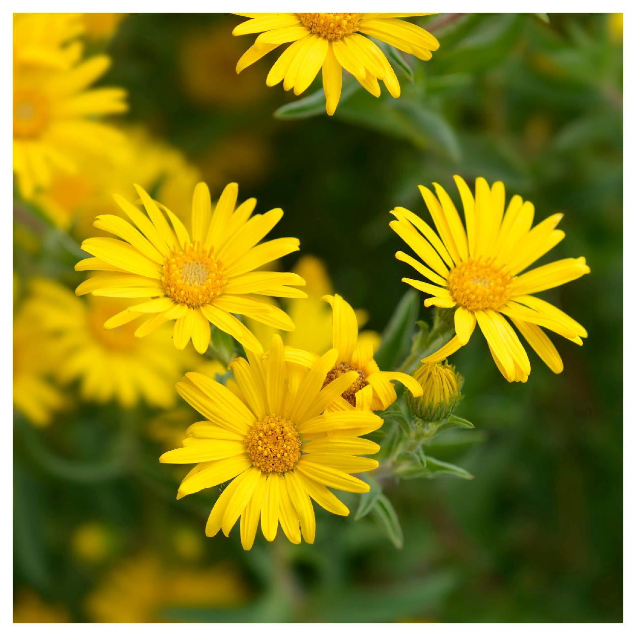 Everwilde Farms - 1 oz Golden Aster Native Wildflower Seeds - Gold Vault Bulk Seed Packet