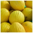 thumbnail image 1 of Everwilde Farms - 1 oz Golden Beauty Casaba Melon Seeds - Gold Vault Bulk Seed Packet, 1 of 3