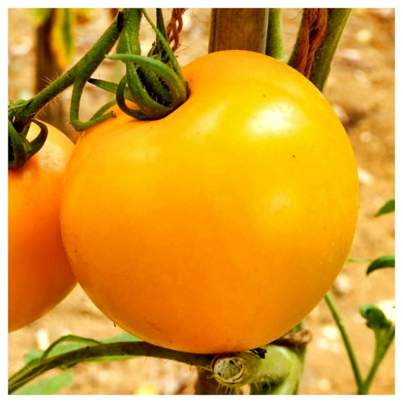 Everwilde Farms - 1 oz Golden Jubilee Heirloom Tomato Seeds - Gold Vault Bulk Seed Packet