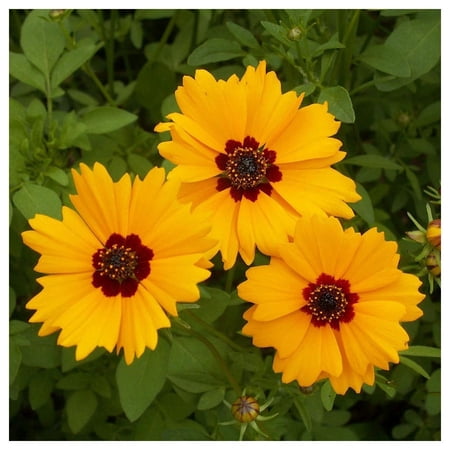Everwilde Farms - 1 oz Golden Wave Tickseed Native Wildflower Seeds - Gold Vault Bulk Seed Packet