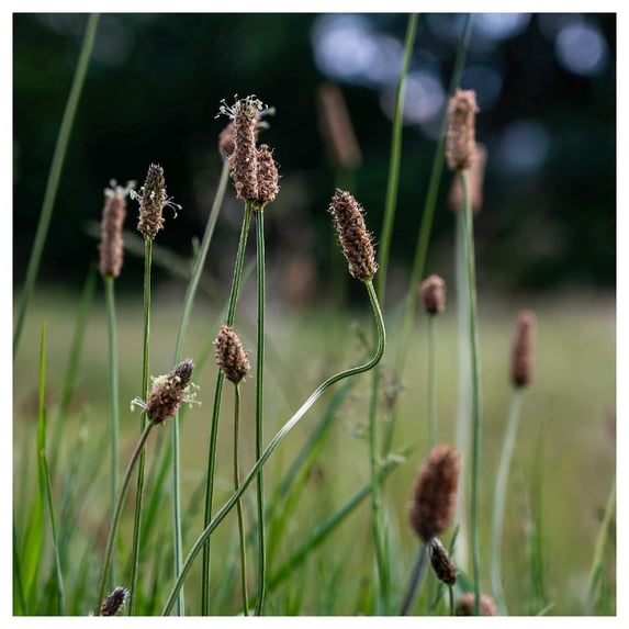 Everwilde Farms - 1 oz Great Spike Rush Native Grass Seeds - Gold Vault Bulk Seed Packet