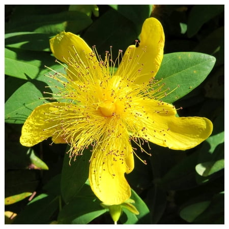 Everwilde Farms - 1 oz Great St Johns Wort Native Wildflower Seeds - Gold Vault Bulk Seed Packet
