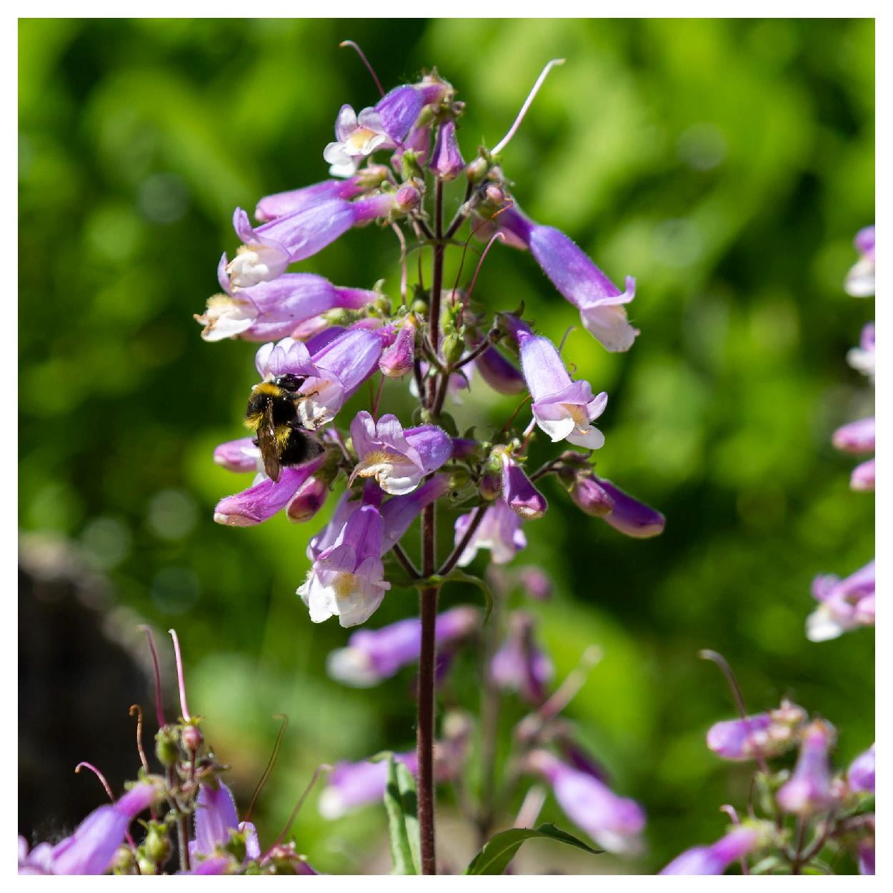 Everwilde Farms - 1 oz Hairy Beardtongue Native Wildflower Seeds - Gold Vault Bulk Seed Packet