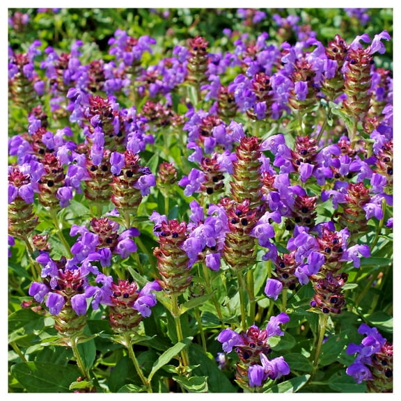 Everwilde Farms - 1 oz Heal All Native Wildflower Seeds - Gold Vault Bulk Seed Packet