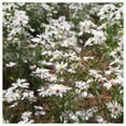 thumbnail image 1 of Everwilde Farms - 1 oz Heath Aster Native Wildflower Seeds - Gold Vault Bulk Seed Packet, 1 of 2