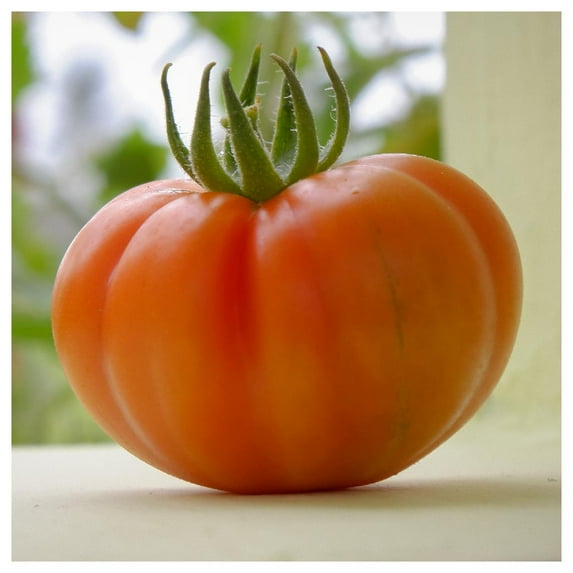 Everwilde Farms - 1 oz Hillbilly Heirloom Tomato Seeds - Gold Vault Bulk Seed Packet
