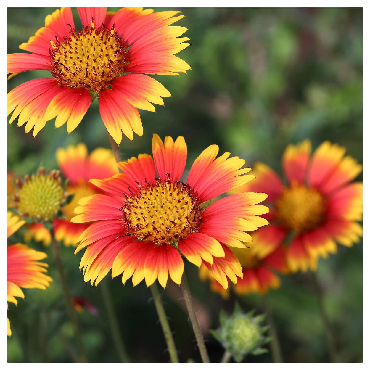 Everwilde Farms 1 oz Indian Blanket Native Wildflower Seeds Gold