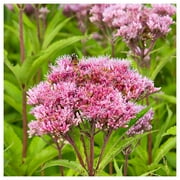Everwilde Farms - 1 oz Joe Pye Weed Native Wildflower Seeds - Gold Vault Bulk Seed Packet