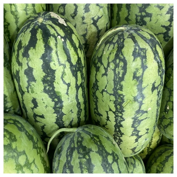 Everwilde Farms - 1 oz Jubilee Watermelon Seeds - Gold Vault Bulk Seed Packet