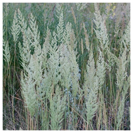 Everwilde Farms - 1 oz June Grass Native Grass Seeds - Gold Vault Bulk Seed Packet